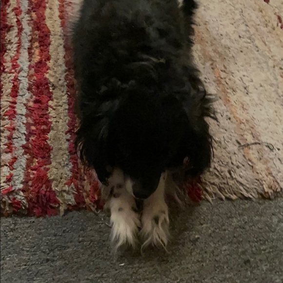 Meet your Posher, Cynthia - Picture 1 of 1